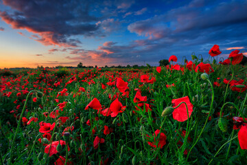 Beautiful meadow with the poppy flowers at sunset, Poland.