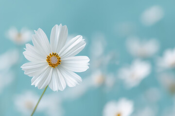 Delicate white flower in full bloom against a soft blue background, with blurred petals enhancing the dreamy, tranquil atmosphere.