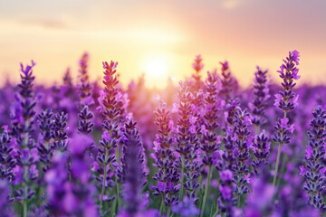 Fototapeta premium Lavender field in full bloom with a stunning sunset in the background. The vibrant purple flowers create a serene and picturesque landscape.