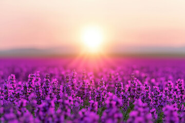 Fototapeta premium Stunning sunrise over a vast lavender field, with vibrant purple blooms stretching towards the horizon under a pastel sky.