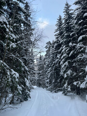 snow covered trees
