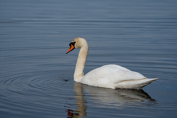 Obraz premium Swan, swans (Cygnus) swimming on a lake