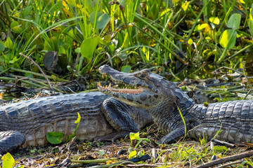 alligator in the swamp