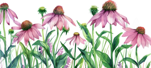 spring poppy flowers isolated on white background