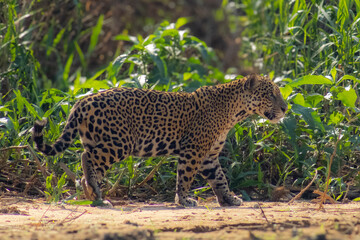 jaguar in the grass