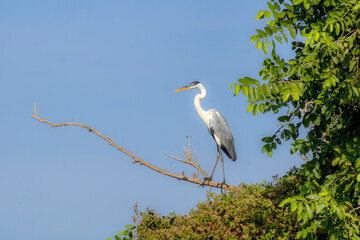 great blue heron
