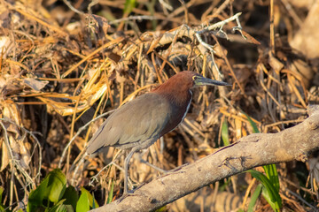 great brown heron