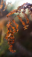Saison automnale dans la forêt des Landes de Gascogne