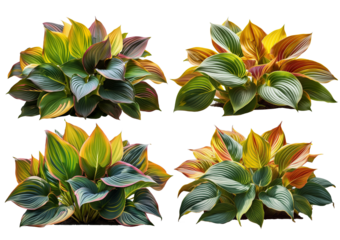 Collection Blush hosta with colorful leaves, isolated on a transparent or white background