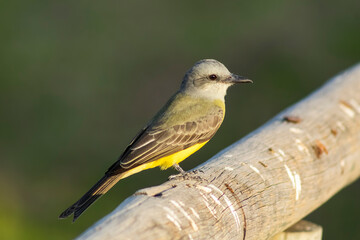 bird on a fence