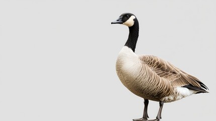 Goose isolated on a plain background, providing space for text and waterfowl content.