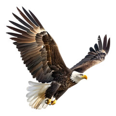 Obraz premium Eagle in flight isolated on transparent background
