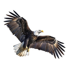 Fototapeta premium Eagle in flight isolated on transparent background
