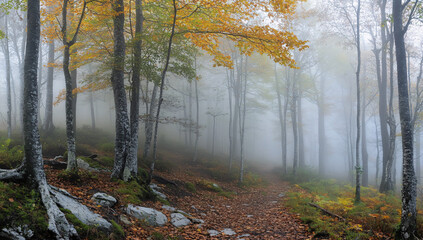 Fototapeta premium A foggy forest setting a mysterious and eerie atmosphere, perfect for nature and weather-themed content or as a background for meditation and mindfulness materials.