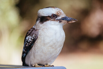 Kookaburra in Blackwood in Australia