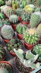 cactus in a greenhouse