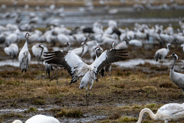 Cranes (grus grus) during a courtship dance and in the background a group of cranes eating and fighting and standing around the lake