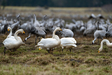 Obraz premium Swan, swans (Cygnus) flapping its wings, cranes (Grus grus) in the background