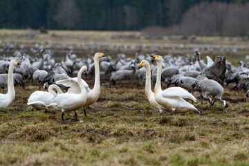 Swan, swans (Cygnus) flapping its wings, cranes (Grus grus) in the background