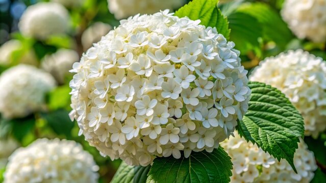 Vibrant snowball viburnum flower head bursts into full bloom, showcasing a dense cluster of delicate star-shaped white flowers against a lush backdrop of emerald green leaves.