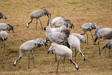 Obraz premium Group of cranes eating and fighting and standing around the lake