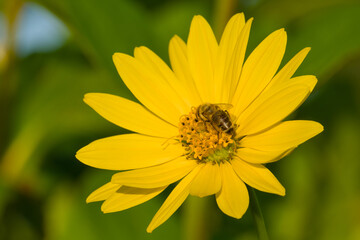 a bee is collecting pollen on the Jerusalem artichoke or sunchoke flower in the agricultural field close-up