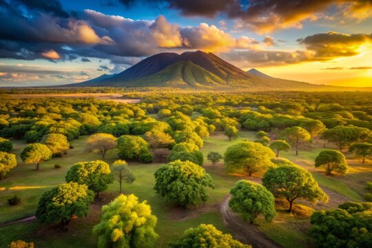 Warm late afternoon sunlight casts a golden glow on the rustic terrain and lush green forests of Baluran National Park in East Java, Indonesia.