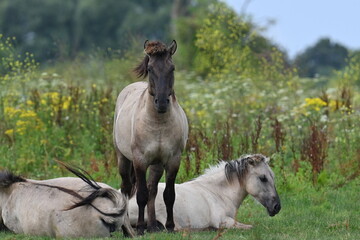 Obraz premium two horses on the meadow