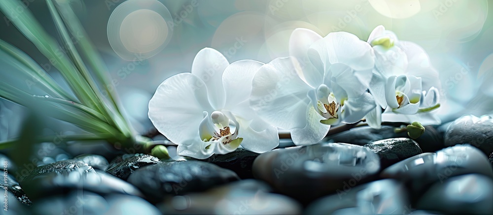 Poster White orchid displayed on rocks spa theme with a copy space image