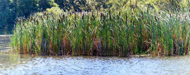 Reed swamp vegetation