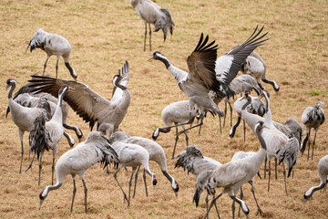 Cranes (grus grus) during a courtship dance and in the background a group of cranes eating and fighting and standing around the lake