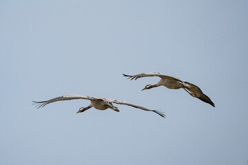 flying crane close up on landing approach