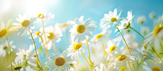 Wide angle summer background with beautiful daisy flowers in a flower meadow ideal as a panoramic web banner with copy space image