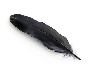 Fototapeta premium A single black raven feather on a white background