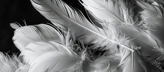White feathers grouped together against a black background for a copy space image