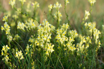 Obraz premium Common toadflax, .Linaria vulgaris yellow flowers closeup selective focus