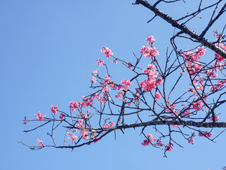 Cherry blossom blooming!