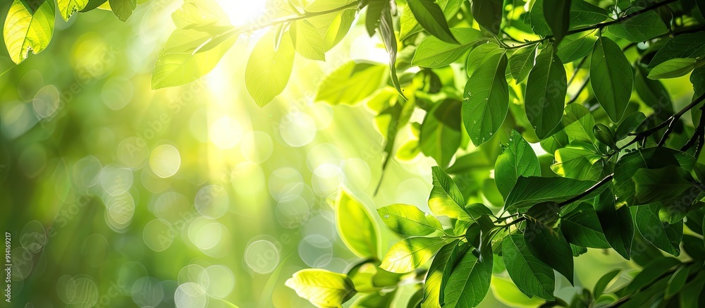 Poster Sunlight filtering through lush green leaves creating a serene and natural copy space image