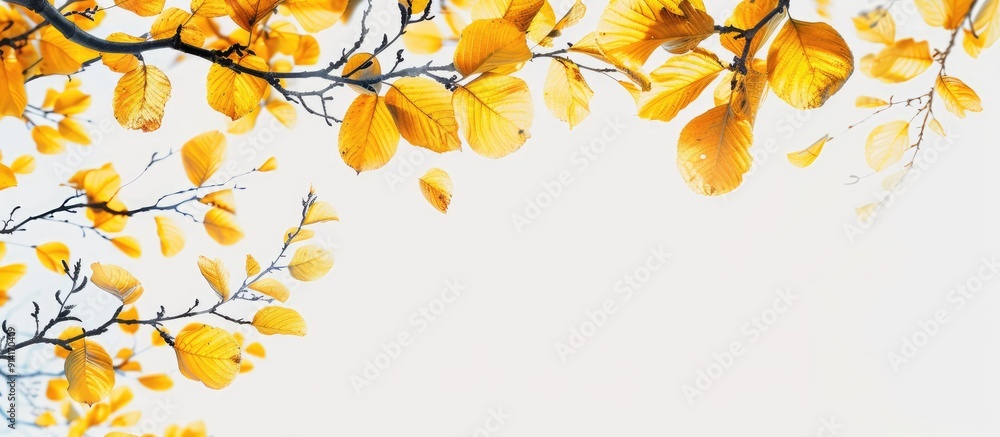 Poster An uncommon autumn season with yellow leaves on tree branches against a blank background creating a striking copy space image