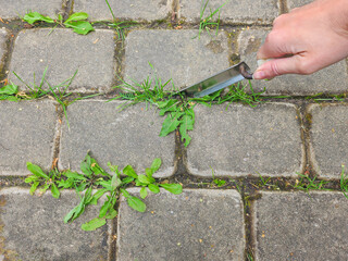 A close-up of a hand pulling weeds from between paving stones, showcasing urban gardening and maintenance.