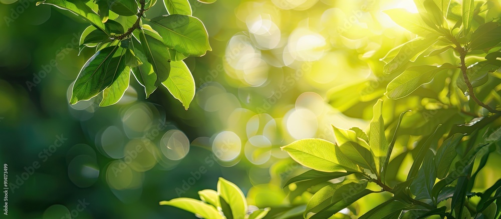 Poster fresh green foliage from a tree in natural bokeh background with bright sunlight and space for addin
