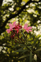 Most beautiful pink Nerium oleander flower wallpaper