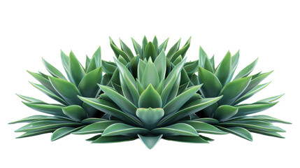 Obraz premium Agave bush on transparent background