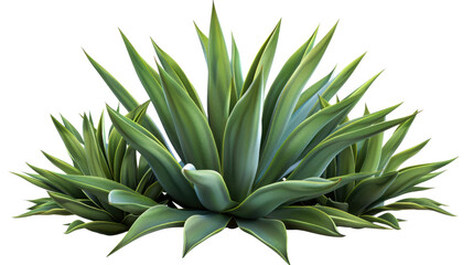 Obraz premium Agave bush on transparent background