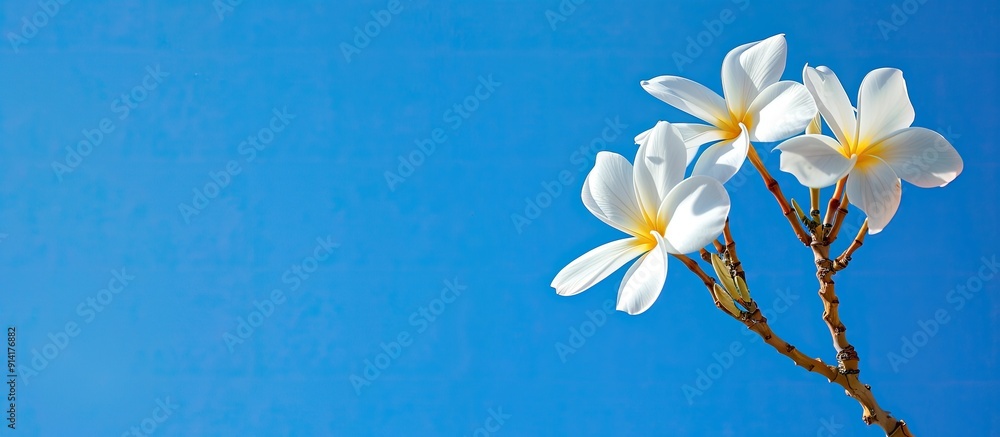 Poster plumeria tree s white flowers against a clear blue sky perfect for adding text or a logo in the copy