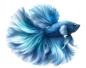 Fototapeta premium Beautiful watercolor painting of a blue Siamese fighting fish, also known as a fighting fish.