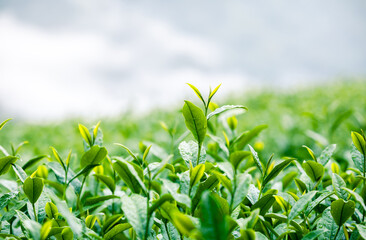 Close up fresh green tea leaves in a tea plantation.