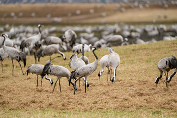Cranes (grus grus) during a courtship dance and in the background a group of cranes eating and fighting and standing around the lake
