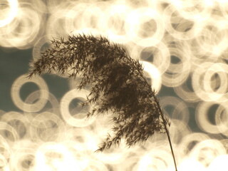 Reed plant against the backdrop of the setting sun. Mirror telephoto lens