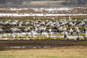 Cranes (grus grus) during a courtship dance and in the background a group of cranes eating and fighting and standing around the lake
